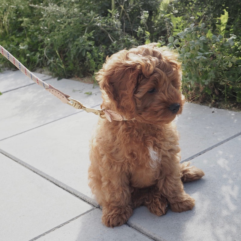 OYOY - Perry Hundehalsband