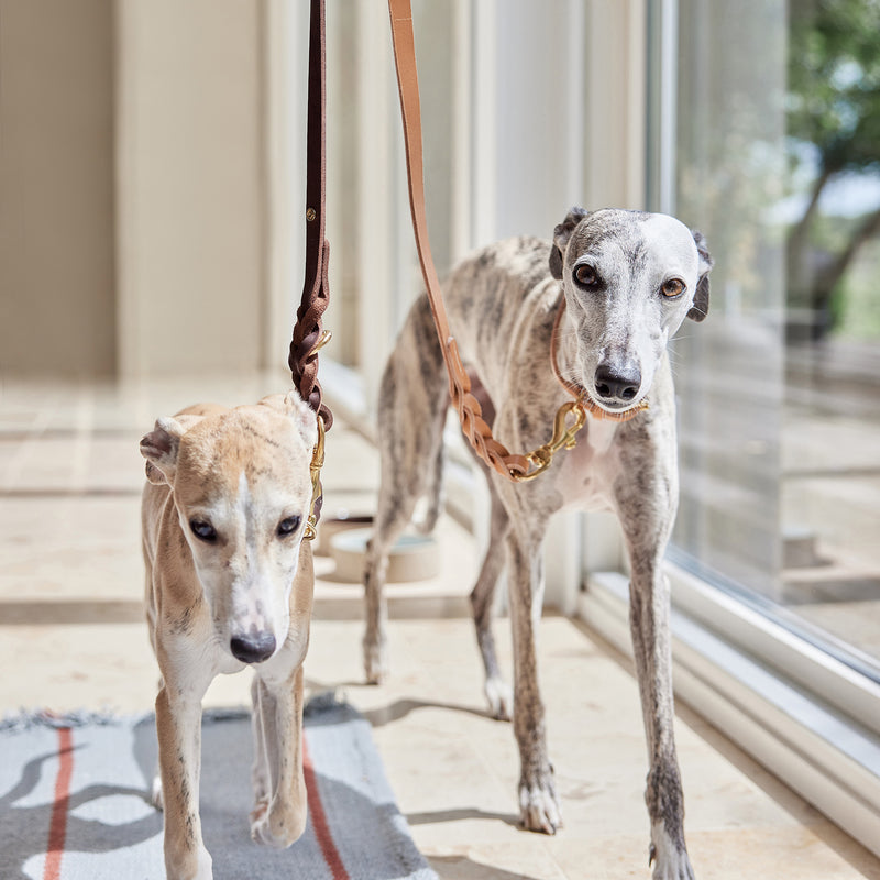 OYOY - Robin Hundehalsband